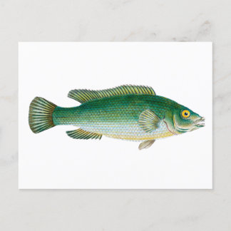 ヴィンテージ魚 ポストカード