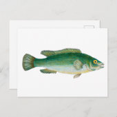 ヴィンテージ魚 ポストカード (正面/裏面)