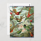 ヴィンテージ鮮やかハミングバーズアート ポストカード (正面/裏面)