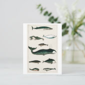 ヴィンテージ鯨類図葉書 ポストカード (スタンド正面)