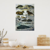 ヴィンテージ鯨、アザラシ及びセイウチ、海産動物 ポスター (キッチン)