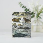 ヴィンテージ鯨、アザラシ及びセイウチ、海産動物 ポストカード (スタンド正面)