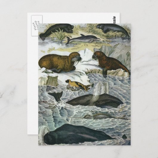 ヴィンテージ鯨、アザラシ及びセイウチ、海産動物 ポストカード (正面/裏面)