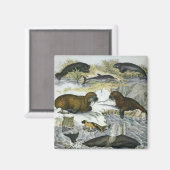 ヴィンテージ鯨、アザラシ及びセイウチ、海産動物 マグネット (正面/裏面)