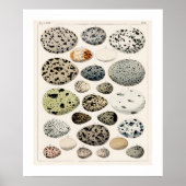 ヴィンテージ鳥の卵のポスター1843イラストレーション ポスター (正面)