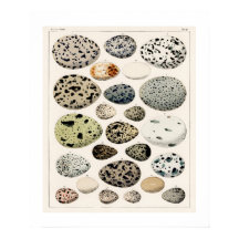 ヴィンテージ鳥の卵のポスター1843イラストレーション