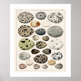 ヴィンテージ鳥の卵のポスター1843イラストレーション ポスター