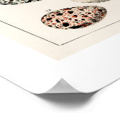 ヴィンテージ鳥の卵のポスター1843イラストレーション ポスター (角)