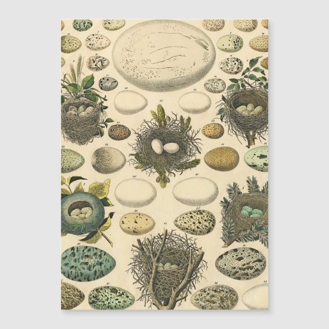 ヴィンテージ鳥の卵ネストアー絵画トの卵 (正面)