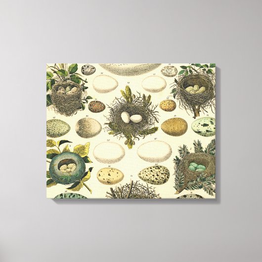 ヴィンテージ鳥の卵ネストアー絵画トの卵 キャンバスプリント (正面)