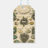 ヴィンテージ鳥の卵ネストアー絵画トの卵 ギフトタグ (正面)