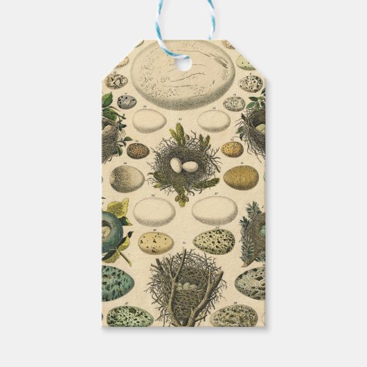 ヴィンテージ鳥の卵ネストアー絵画トの卵 ギフトタグ (正面)