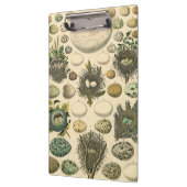 ヴィンテージ鳥の卵ネストアー絵画トの卵 クリップボード (左)