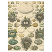 ヴィンテージ鳥の卵ネストアー絵画トの卵 クリップボード (裏面)