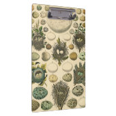 ヴィンテージ鳥の卵ネストアー絵画トの卵 クリップボード (右)