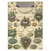 ヴィンテージ鳥の卵ネストアー絵画トの卵 クリップボード (正面)