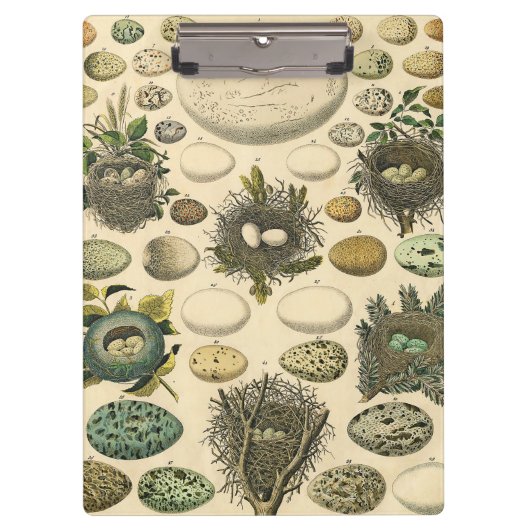 ヴィンテージ鳥の卵ネストアー絵画トの卵 クリップボード (正面)