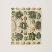 ヴィンテージ鳥の卵ネストアー絵画トの卵 ジグソーパズル (縦)