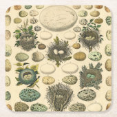 ヴィンテージ鳥の卵ネストアー絵画トの卵 スクエアペーパーコースター (正面)