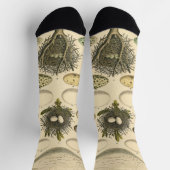 ヴィンテージ鳥の卵ネストアー絵画トの卵 ソックス (上部)