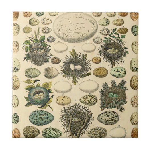 ヴィンテージ鳥の卵ネストアー絵画トの卵 タイル (正面)