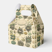 ヴィンテージ鳥の卵ネストアー絵画トの卵 フェイバーボックス (正面サイド)