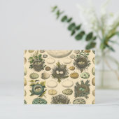 ヴィンテージ鳥の卵ネストアー絵画トの卵 ポストカード (スタンド正面)