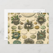 ヴィンテージ鳥の卵ネストアー絵画トの卵 ポストカード (正面/裏面)