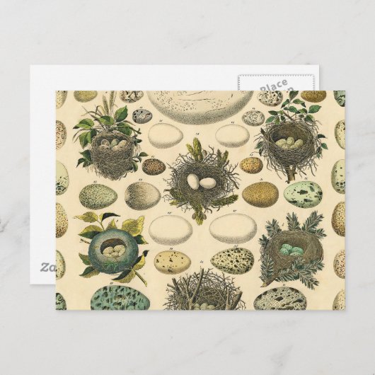 ヴィンテージ鳥の卵ネストアー絵画トの卵 ポストカード (正面/裏面)