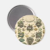 ヴィンテージ鳥の卵ネストアー絵画トの卵 マグネット (正面/裏面)