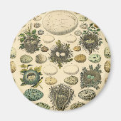 ヴィンテージ鳥の卵ネストアー絵画トの卵 マグネット (正面)