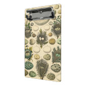 ヴィンテージ鳥の卵ネストアー絵画トの卵 ミニクリップボード (アングル2)