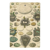 ヴィンテージ鳥の卵ネストアー絵画トの卵 ミニクリップボード (裏面)