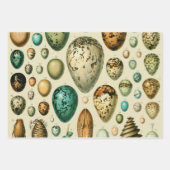 ヴィンテージ鳥の卵ネストアー絵画トの卵 ラッピングペーパーシート (正面3)