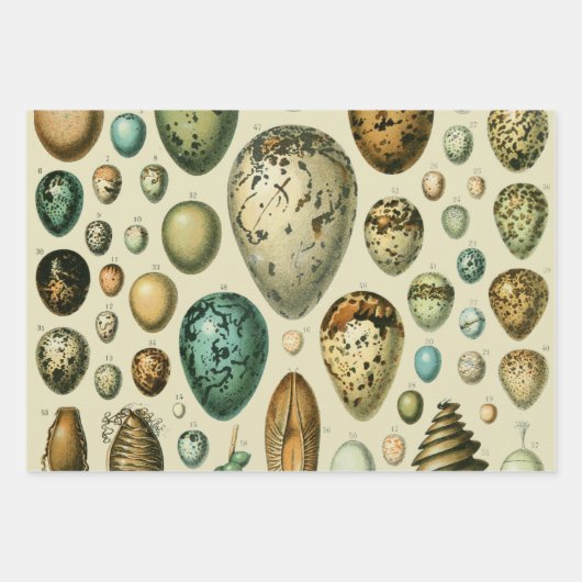 ヴィンテージ鳥の卵ネストアー絵画トの卵 ラッピングペーパーシート (正面3)