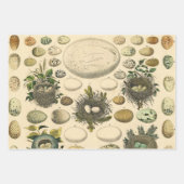 ヴィンテージ鳥の卵ネストアー絵画トの卵 ラッピングペーパーシート (正面2)