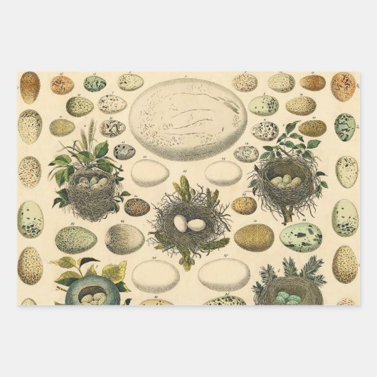 ヴィンテージ鳥の卵ネストアー絵画トの卵 ラッピングペーパーシート (正面2)