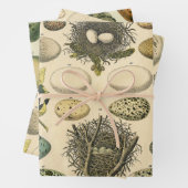 ヴィンテージ鳥の卵ネストアー絵画トの卵 ラッピングペーパーシート (インサイチュ)