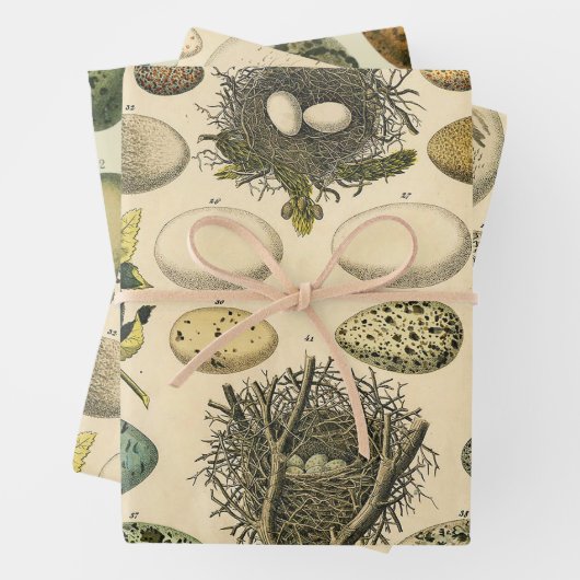 ヴィンテージ鳥の卵ネストアー絵画トの卵 ラッピングペーパーシート (インサイチュ)