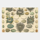 ヴィンテージ鳥の卵ネストアー絵画トの卵 ラッピングペーパーシート (正面)