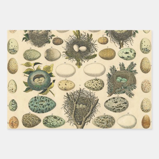 ヴィンテージ鳥の卵ネストアー絵画トの卵 ラッピングペーパーシート (正面)