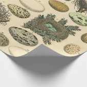 ヴィンテージ鳥の卵ネストアー絵画トの卵 ラッピングペーパー (角)