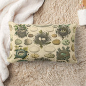 ヴィンテージ鳥の卵ネストアー絵画トの卵 ランバークッション (ブランケット)