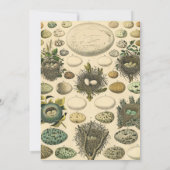 ヴィンテージ鳥の卵ネストアー絵画トの卵 招待状 (裏面)