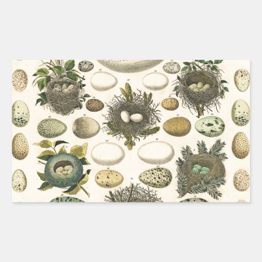 ヴィンテージ鳥の卵ネストアー絵画トの卵 長方形シール (正面)