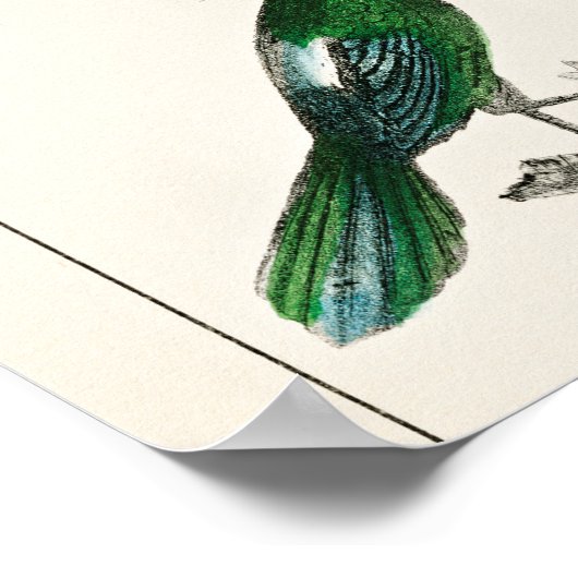 ヴィンテージ鳥の古いイラストレーション芸術動物 ポスター (角)