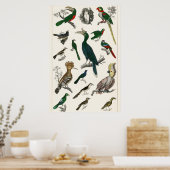 ヴィンテージ鳥の古いイラストレーション芸術動物 ポスター (キッチン)