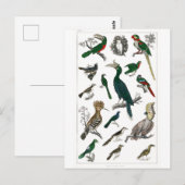ヴィンテージ鳥の古いイラストレーション芸術動物 ポストカード (正面/裏面)