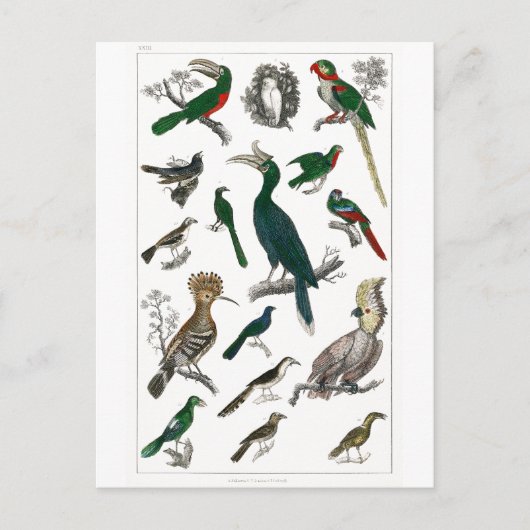 ヴィンテージ鳥の古いイラストレーション芸術動物 ポストカード (正面)