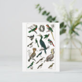 ヴィンテージ鳥の古いイラストレーション芸術動物 ポストカード (スタンド正面)